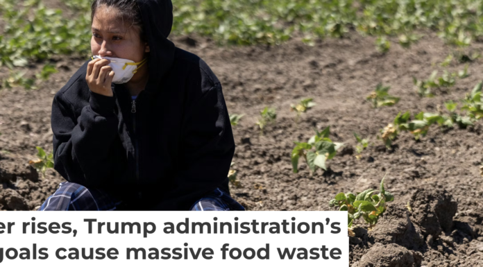 A person sits in a field of crops after a raid by U.S. immigration agents. Blake Fagan/AFP via Getty Images